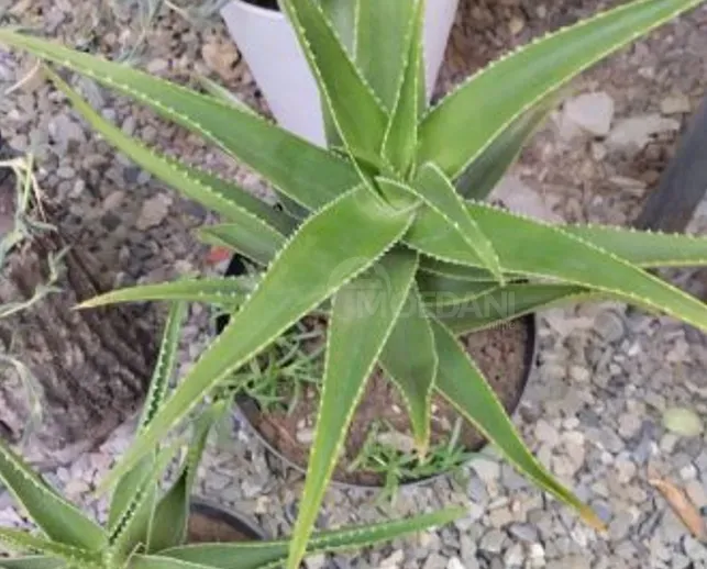 Алоэ вера Тбилиси - изображение 5