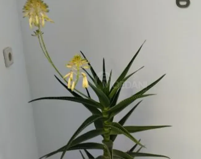 Алоэ вера Тбилиси - изображение 3