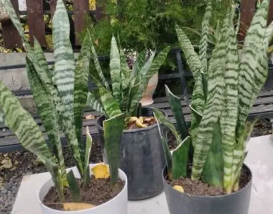 Сансевиерия на продажу Тбилиси