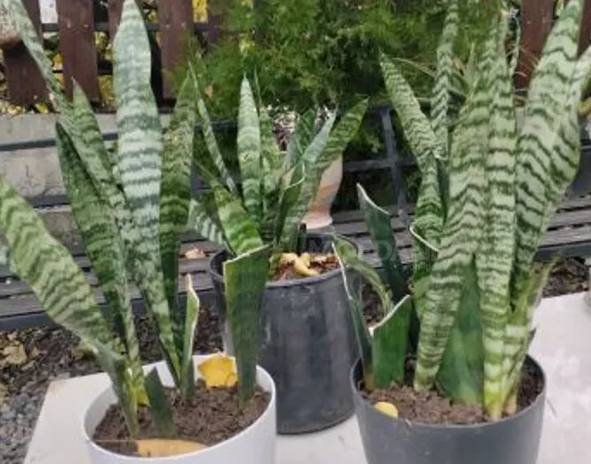 Сансевиерия на продажу Тбилиси - изображение 1