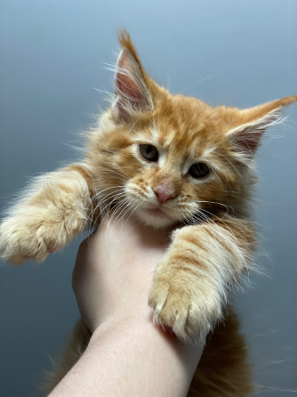 იყიდება მეინ კუნის კნუტები ბათუმი