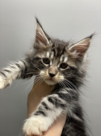 იყიდება მეინ კუნის კნუტები ბათუმი