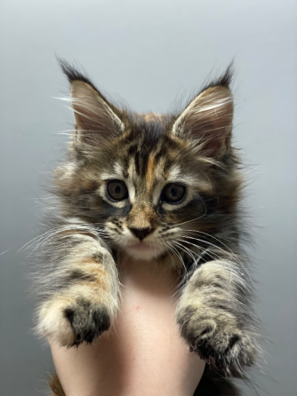 იყიდება მეინ კუნის კნუტები ბათუმი