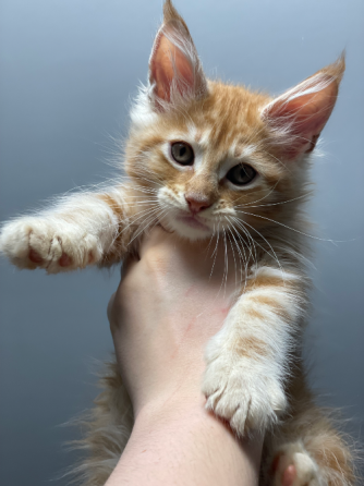 იყიდება მეინ კუნის კნუტები ბათუმი