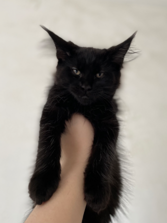 იყიდება მეინ კუნის კნუტები ბათუმი