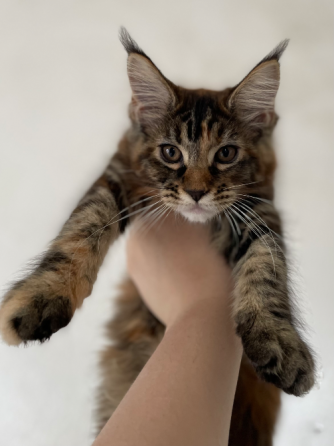 იყიდება მეინ კუნის კნუტები ბათუმი