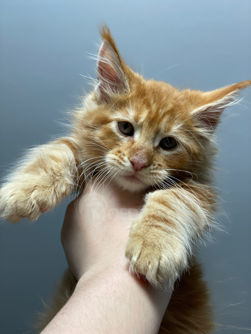 იყიდება მეინ კუნის კნუტები ბათუმი - photo 3