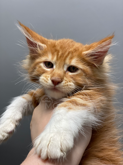 იყიდება მეინ კუნის კნუტები ბათუმი - photo 1