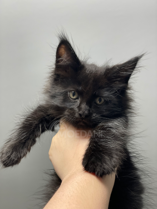 იყიდება მეინ კუნის კნუტები ბათუმი - photo 4