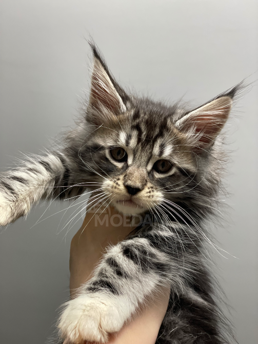 იყიდება მეინ კუნის კნუტები ბათუმი - photo 2