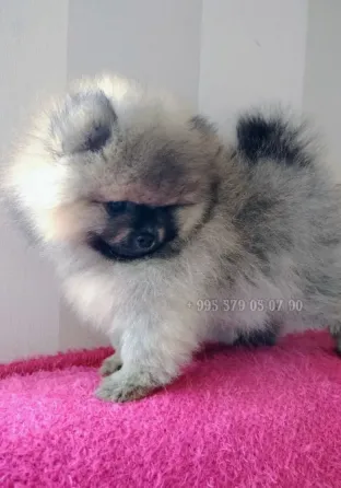 მინიატურული პომერანიული ლეკვები, ბუ, თბილისსა და ბათში. სუფთა სისხლის ლეკვები FCG/FCI დოკუმენტებით. თბილისი