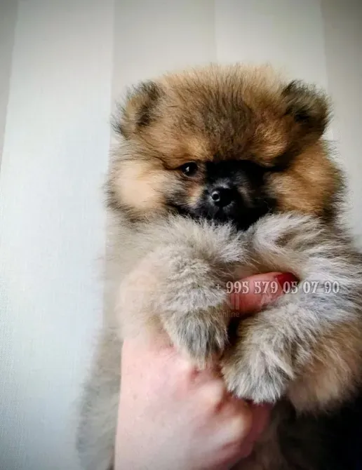 მინიატურული პომერანიული ლეკვები, ბუ, თბილისსა და ბათში. სუფთა სისხლის ლეკვები FCG/FCI დოკუმენტებით. თბილისი - photo 1