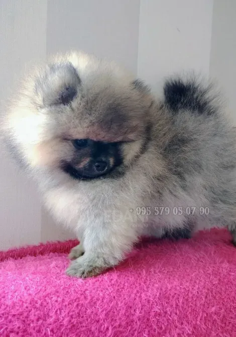 მინიატურული პომერანიული ლეკვები, ბუ, თბილისსა და ბათში. სუფთა სისხლის ლეკვები FCG/FCI დოკუმენტებით. თბილისი - photo 2