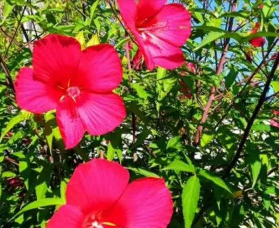 Гибискус Тбилиси