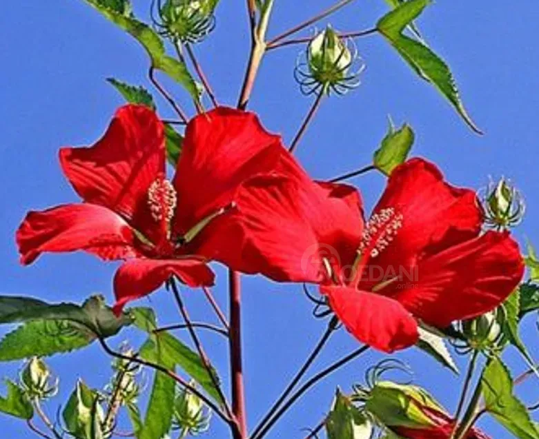 Hibiscus Tbilisi - photo 2