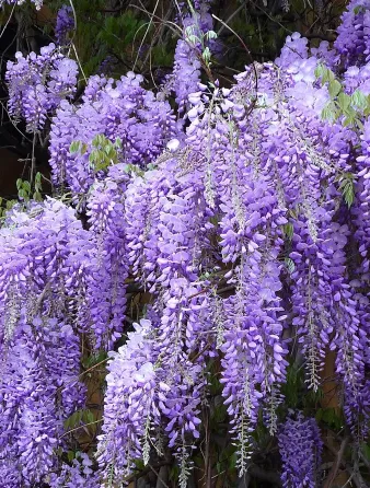 Саженец глицинии (Вистерия) Тбилиси