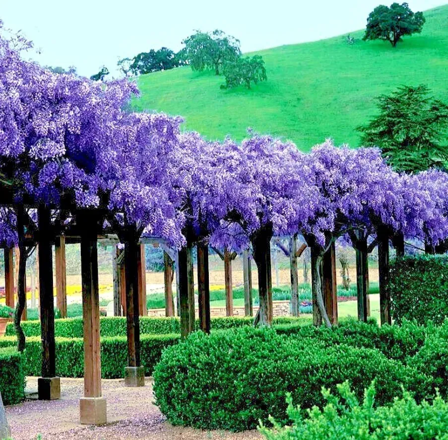 Саженец глицинии (Вистерия) Тбилиси - изображение 3