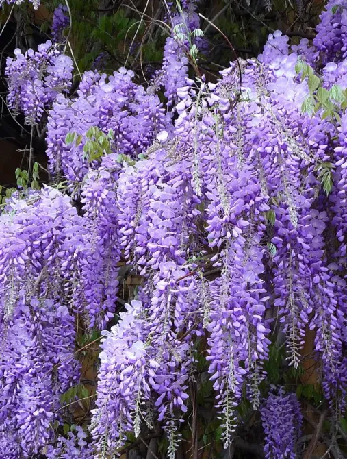 Саженец глицинии (Вистерия) Тбилиси - изображение 2