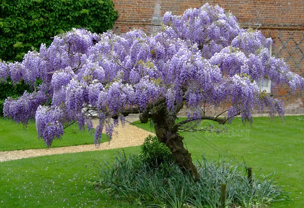 Саженец глицинии (Вистерия) Тбилиси - изображение 1