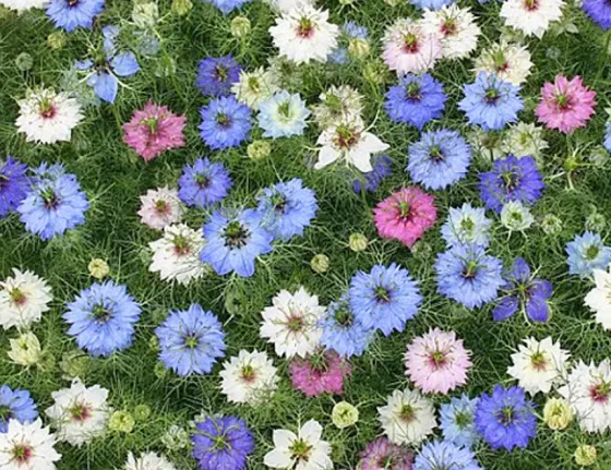 Семена черного тмина (Nigella Sativa) Тбилиси