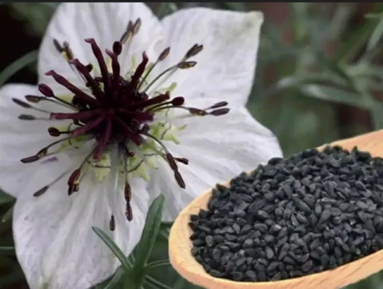 Семена черного тмина (Nigella Sativa) Тбилиси