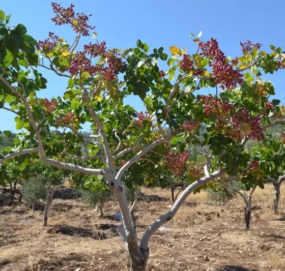 Саженец фисташки (Fistacia Vera L.) Тбилиси
