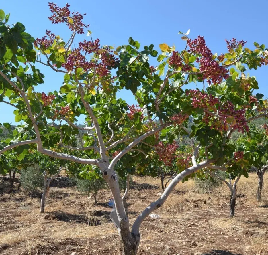 Саженец фисташки (Fistacia Vera L.) Тбилиси - изображение 1