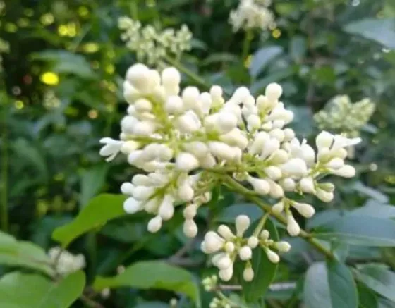 -Ligustrum vulgare- Тбилиси