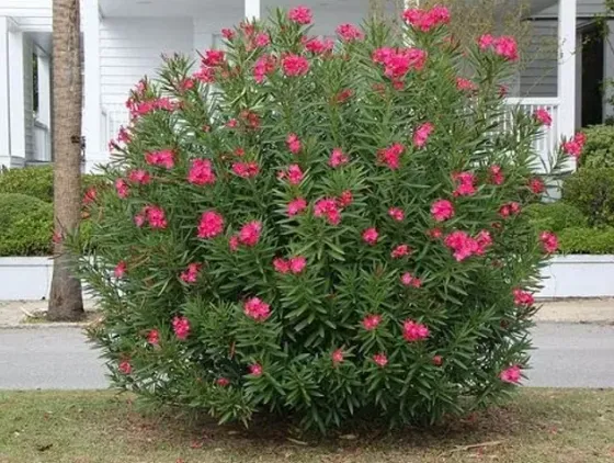 Олеандр Тбилиси