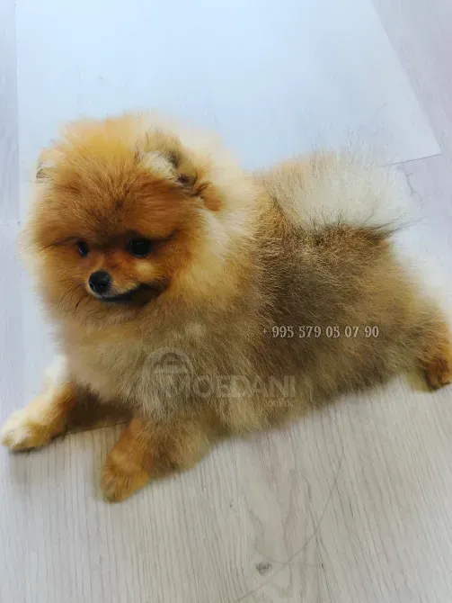 მინდა ვიყიდო წითური პომერანიული ძაღლი, საუკეთესო გენეტიკითა და წარმომავლობით. თბილისი - photo 3