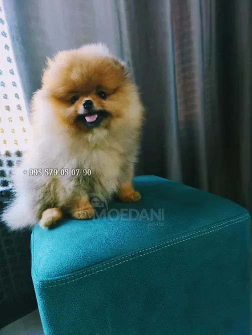 მინდა ვიყიდო წითური პომერანიული ძაღლი, საუკეთესო გენეტიკითა და წარმომავლობით. თბილისი - photo 2