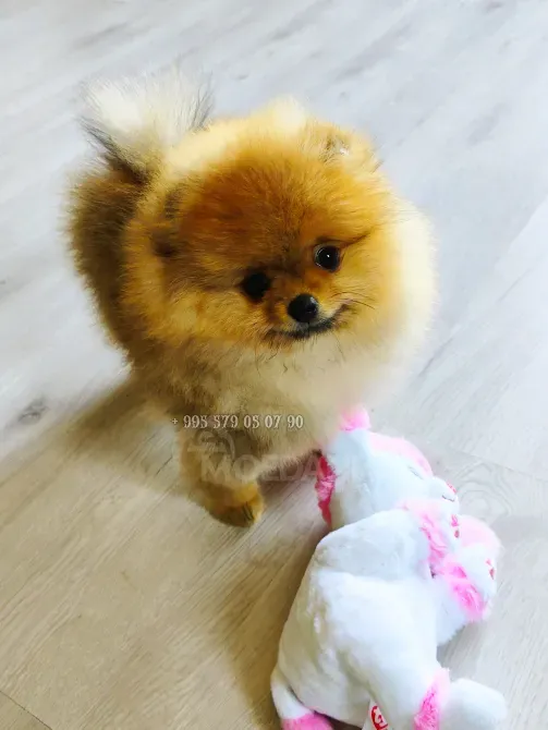 მინდა ვიყიდო წითური პომერანიული ძაღლი, საუკეთესო გენეტიკითა და წარმომავლობით. თბილისი - photo 1