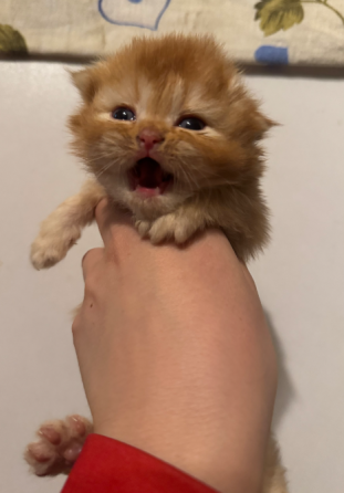 Შოტლანდიური ფოლდი თბილისი