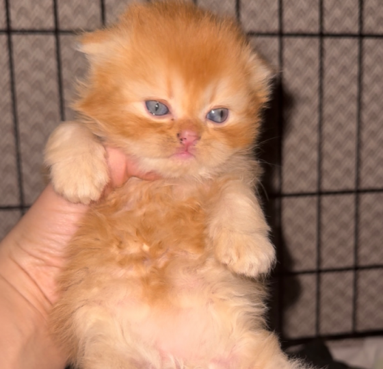 Შოტლანდიური ფოლდი თბილისი