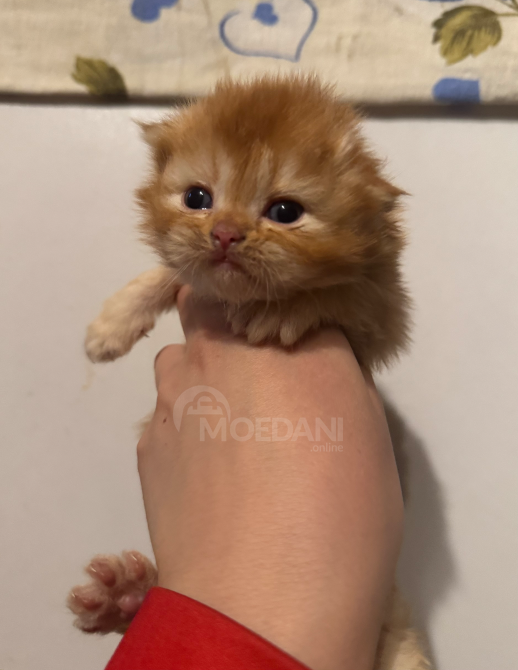 Შოტლანდიური ფოლდი თბილისი - photo 3