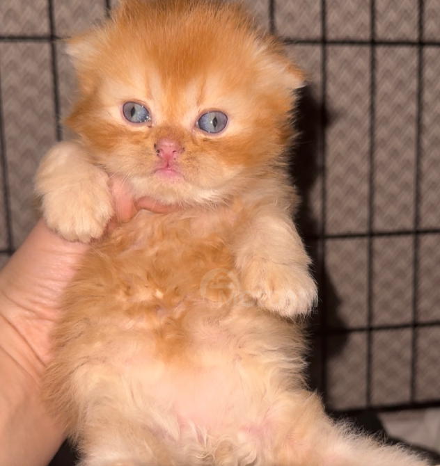 Შოტლანდიური ფოლდი თბილისი - photo 2