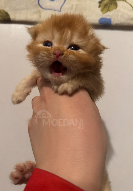 Შოტლანდიური ფოლდი თბილისი - photo 4