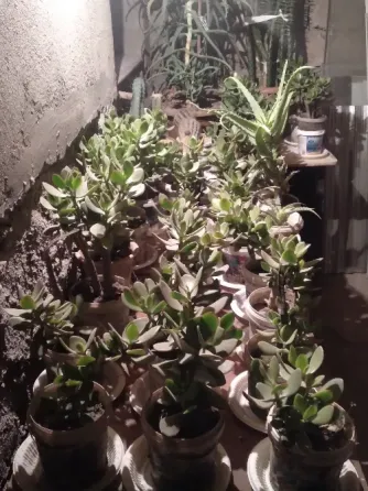 Ალოეს, ბარაქის და კაქტუსის ნერგები 5 ლარიდან თბილისი