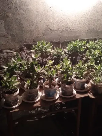 Ალოეს, ბარაქის და კაქტუსის ნერგები 5 ლარიდან თბილისი