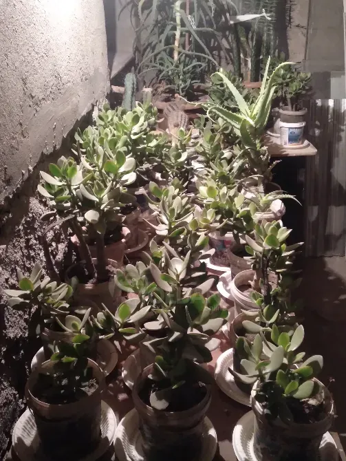 Ალოეს, ბარაქის და კაქტუსის ნერგები 5 ლარიდან თბილისი - photo 1