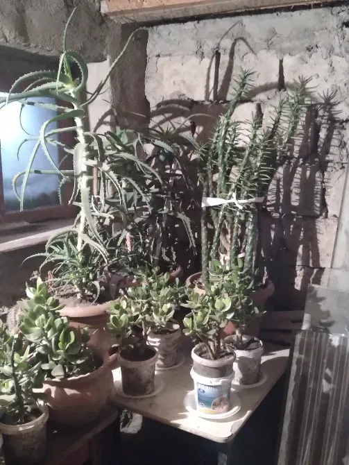 Ალოეს, ბარაქის და კაქტუსის ნერგები 5 ლარიდან თბილისი - photo 3